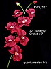 32" Butterfly Orchid x 7  ( $3.60 )